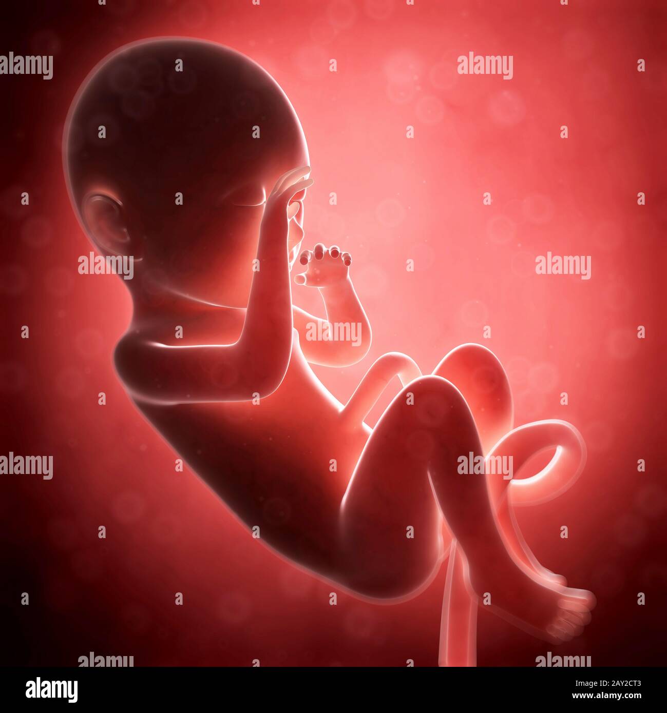 Rendu 3d illustration - fœtus humain 8 mois Banque D'Images