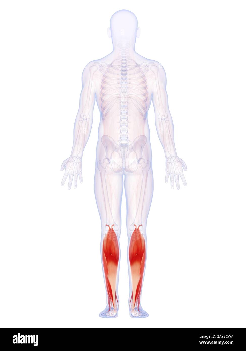 Rendu 3d illustration de la jambe les muscles Banque D'Images