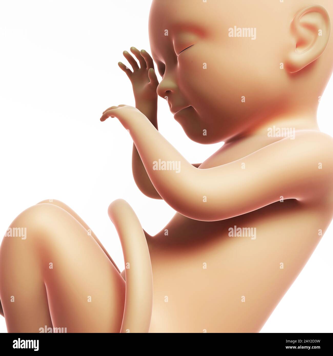 Rendu 3d illustration - fœtus humain 8 mois Banque D'Images