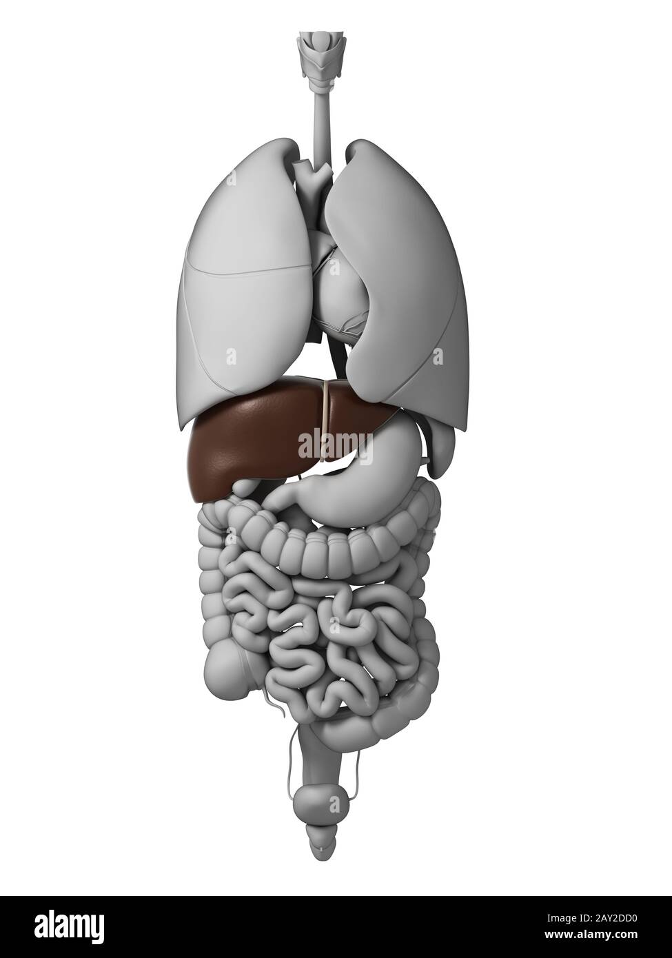 Rendu 3d illustration de l'organes Banque D'Images