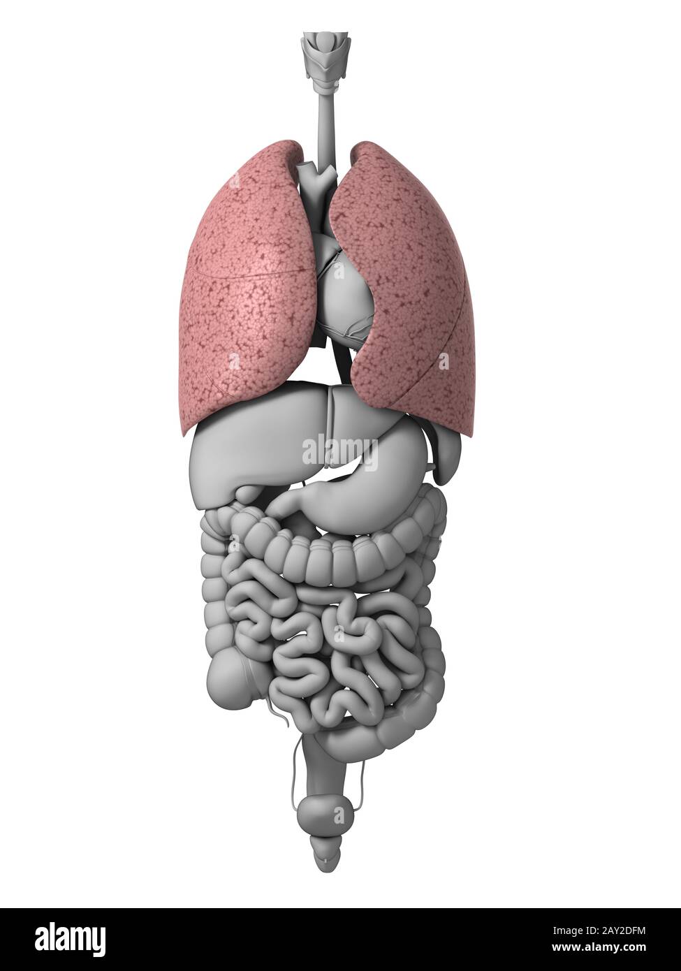 Rendu 3d illustration de l'organes Banque D'Images