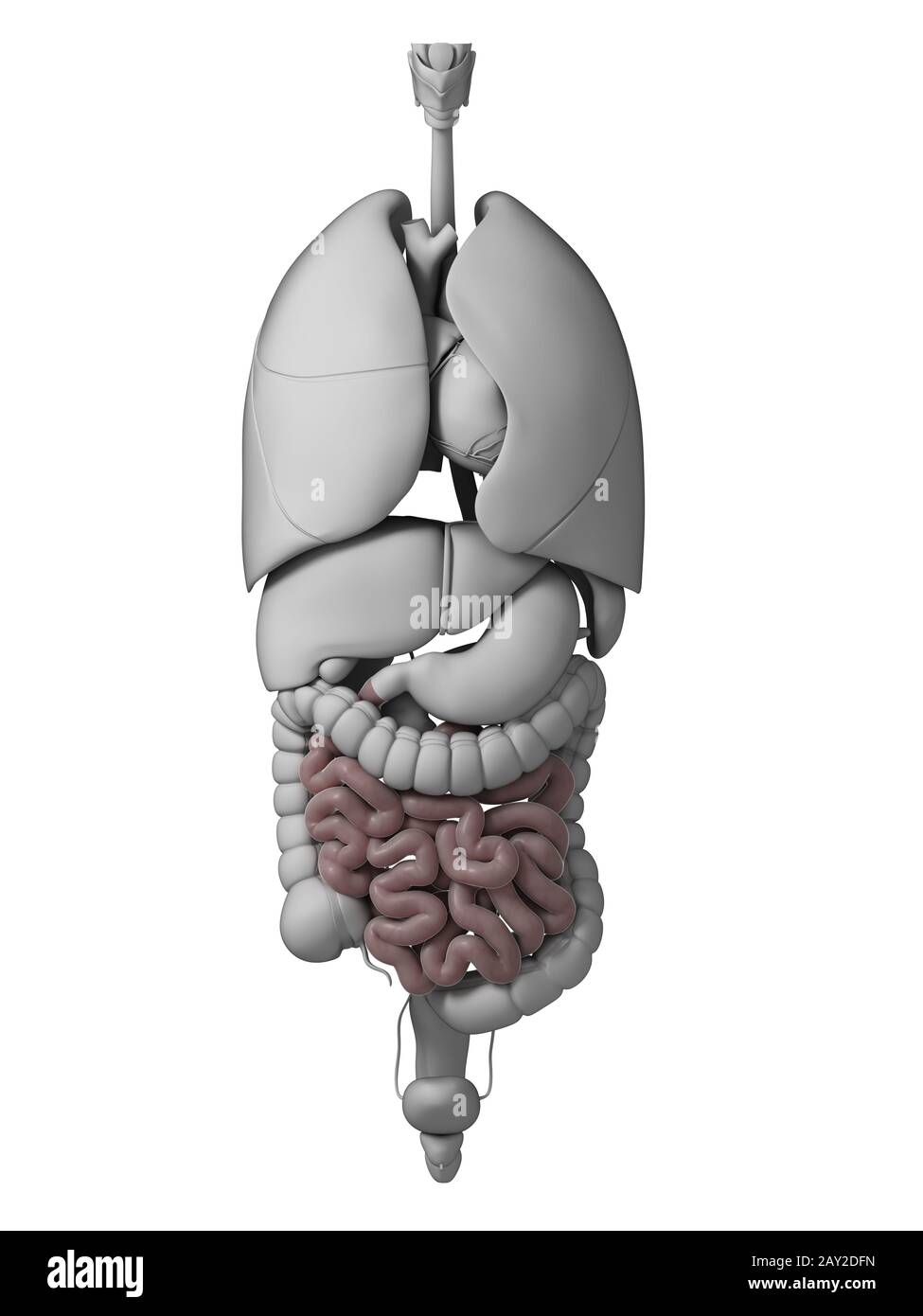 Rendu 3d illustration de l'organes Banque D'Images