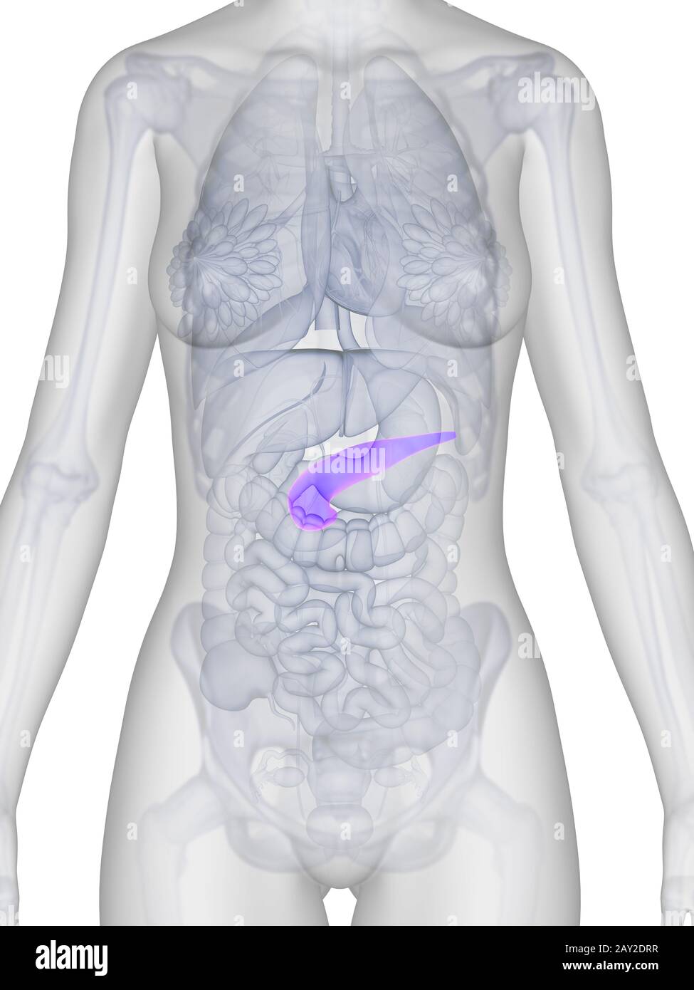 Rendu 3d illustration de l'anatomie féminine - Pancréas Banque D'Images