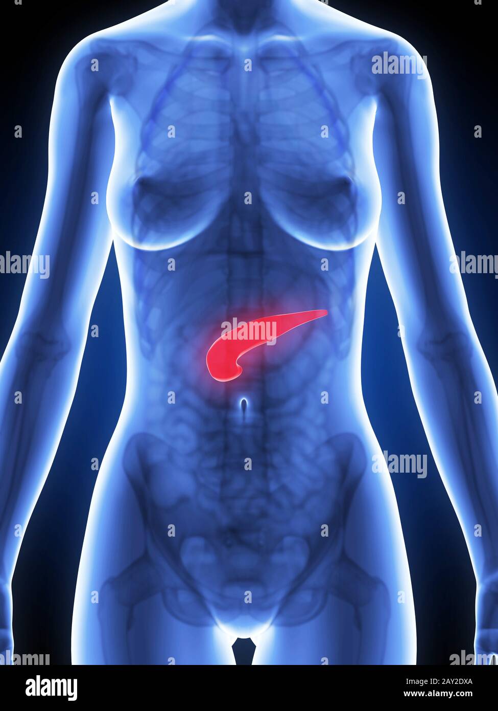 Rendu 3d illustration de l'anatomie féminine - Pancréas Banque D'Images