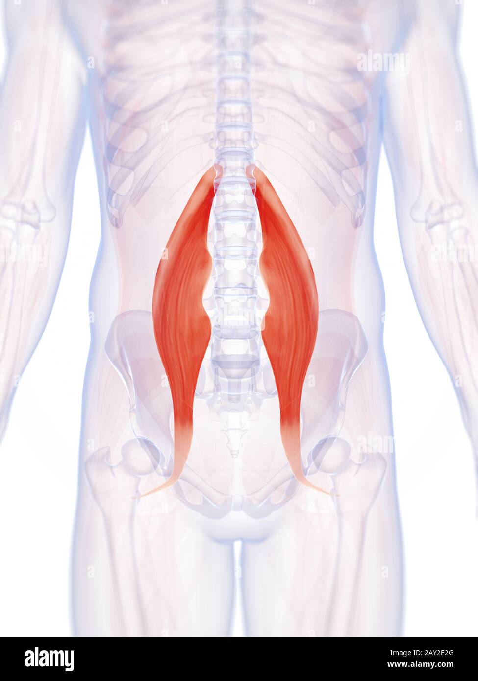 Rendu 3d illustration du muscle grand psoas Banque D'Images