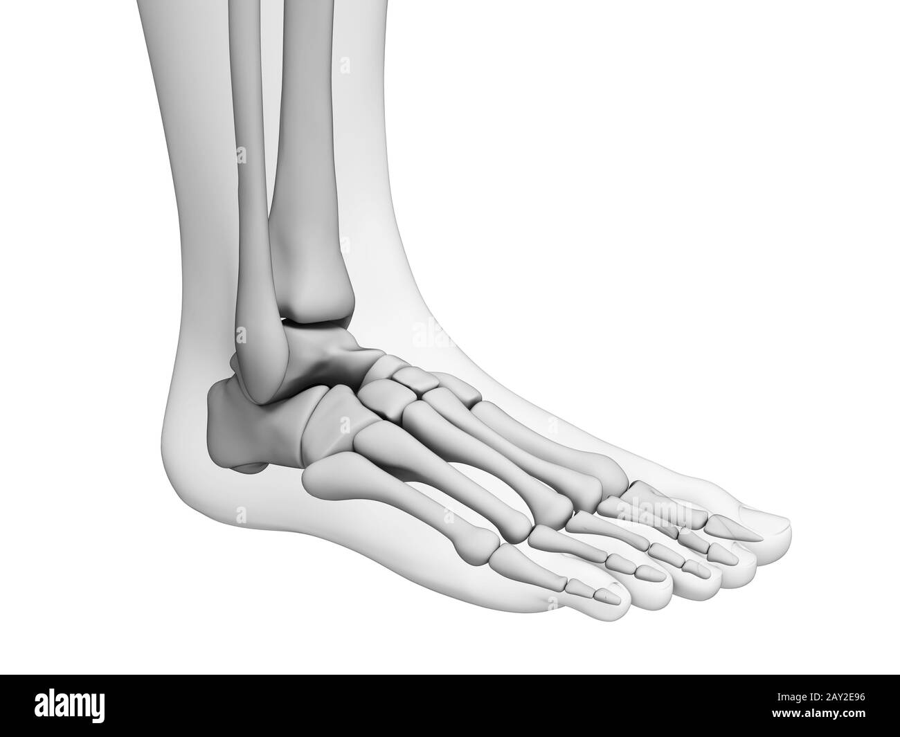 Rendu 3d illustration - l'anatomie du pied Banque D'Images