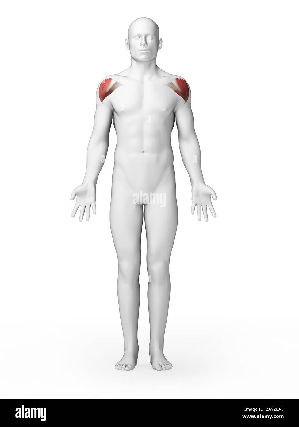 Rendu 3d illustration - muscles schoulder Banque D'Images