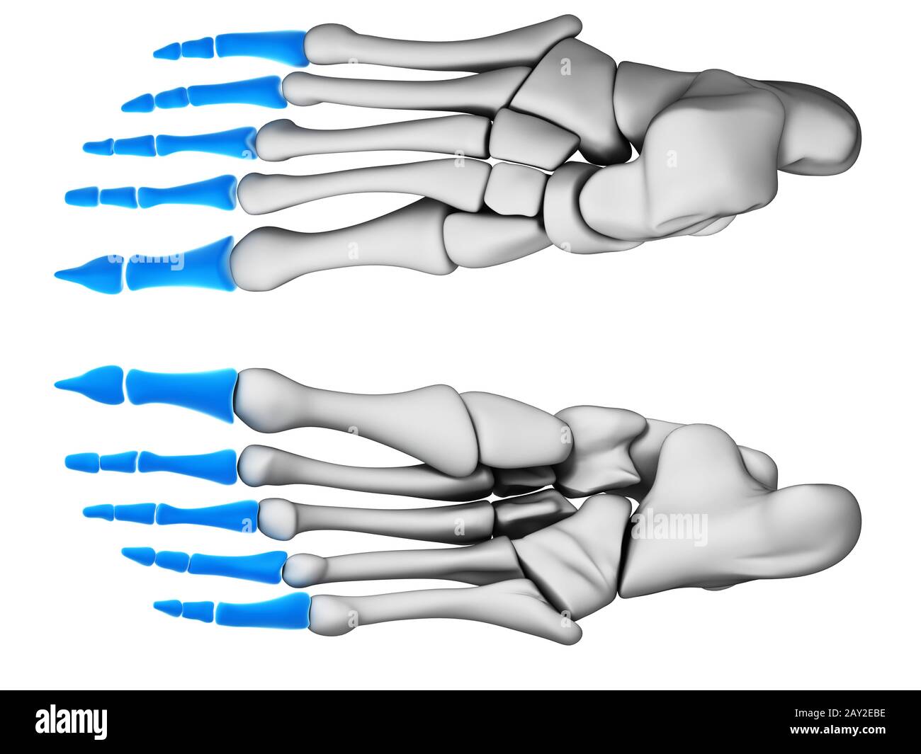 Rendu 3d illustration - phalanges Banque D'Images