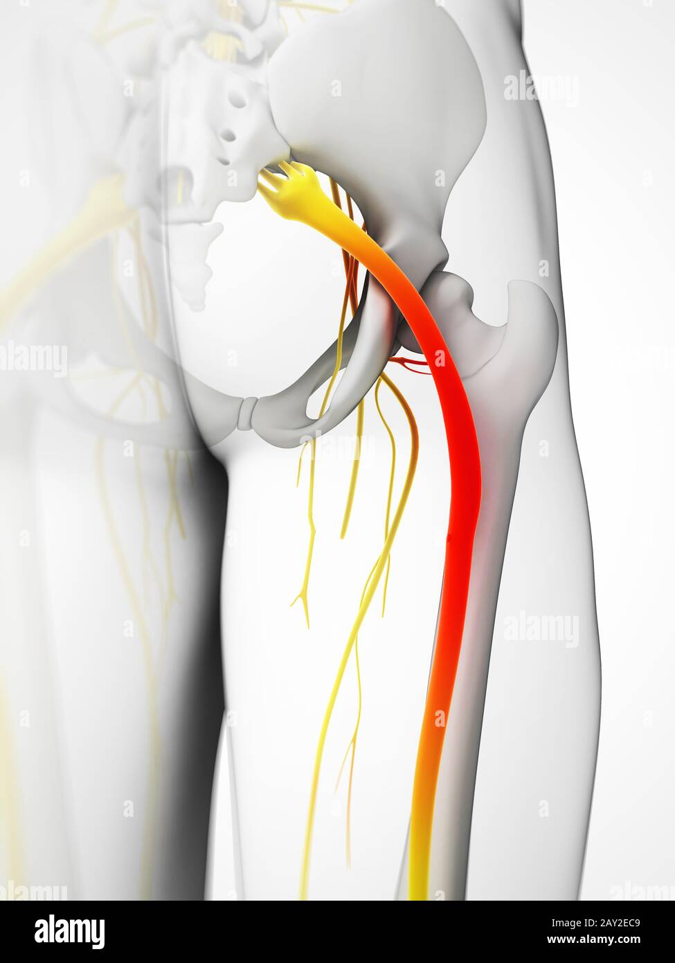 Rendu 3d illustration - nerf sciatique Banque D'Images