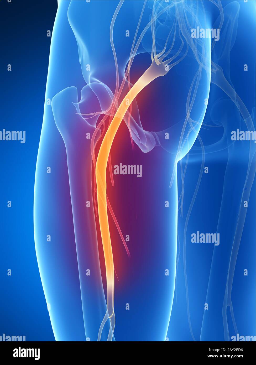 Rendu 3d illustration du nerf sciatique Banque D'Images