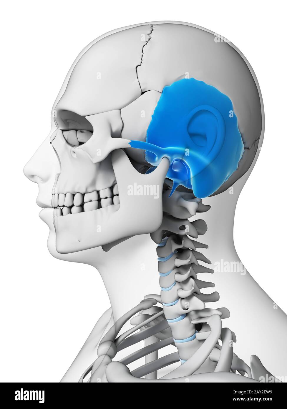 Rendu 3d illustration - l'os temporal Banque D'Images