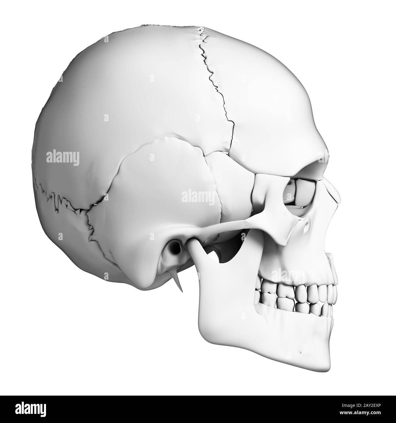 Rendu 3d illustration - l'anatomie du crâne humain Banque D'Images