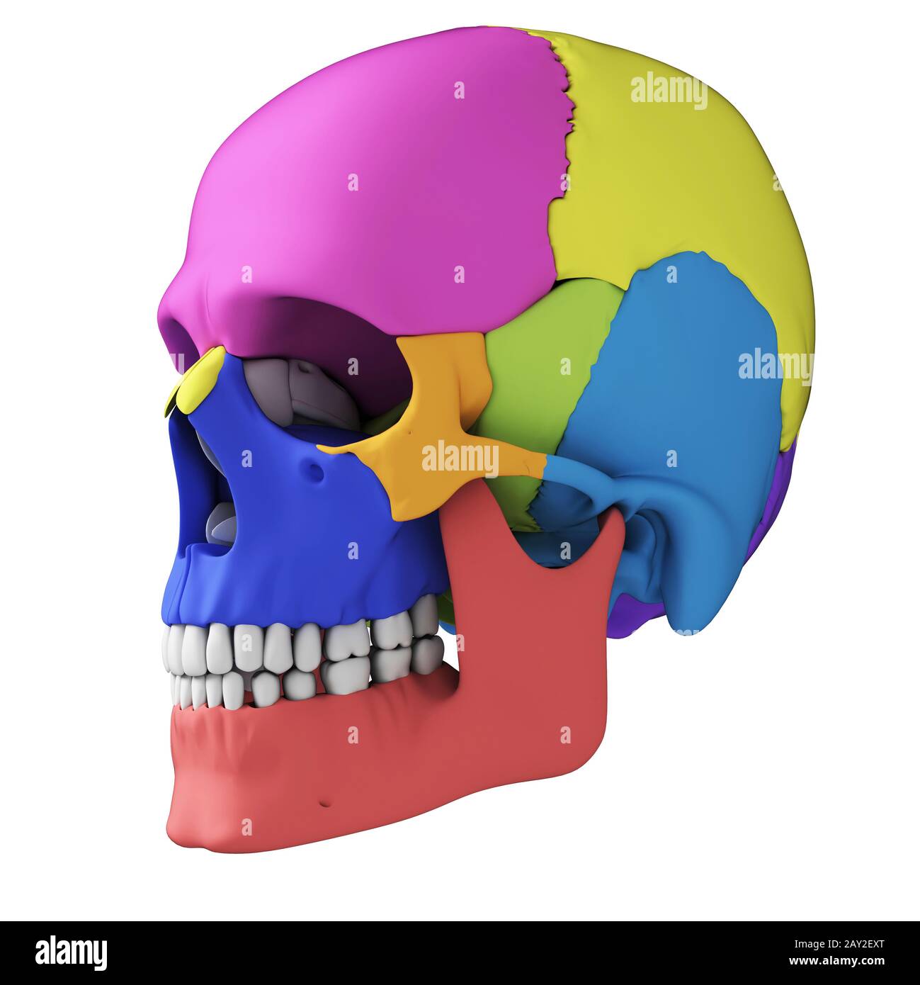 Rendu 3d illustration - l'anatomie du crâne humain Banque D'Images