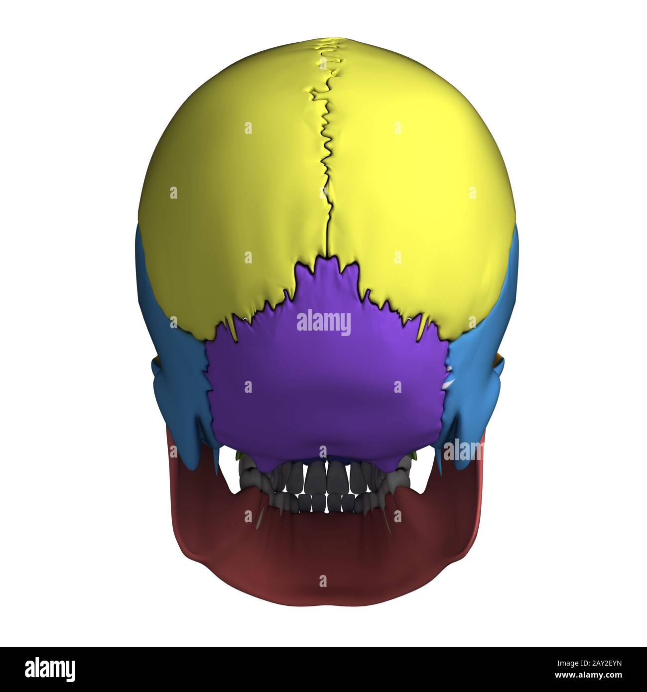 Rendu 3d illustration - l'anatomie du crâne humain Banque D'Images