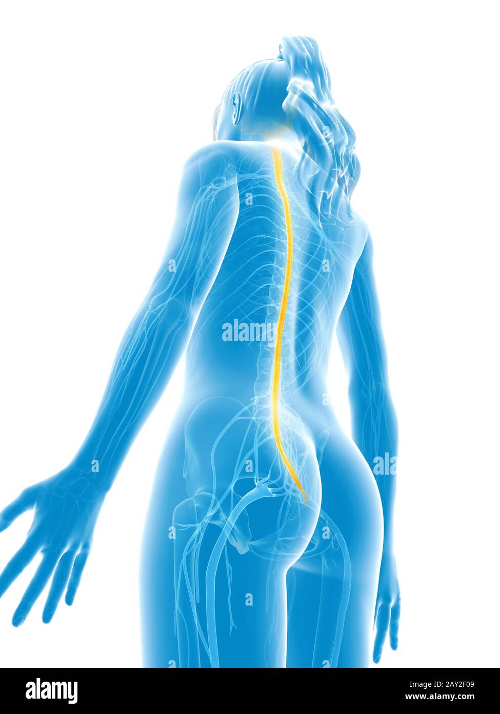 Rendu 3d illustration médicale - moelle épinière Banque D'Images
