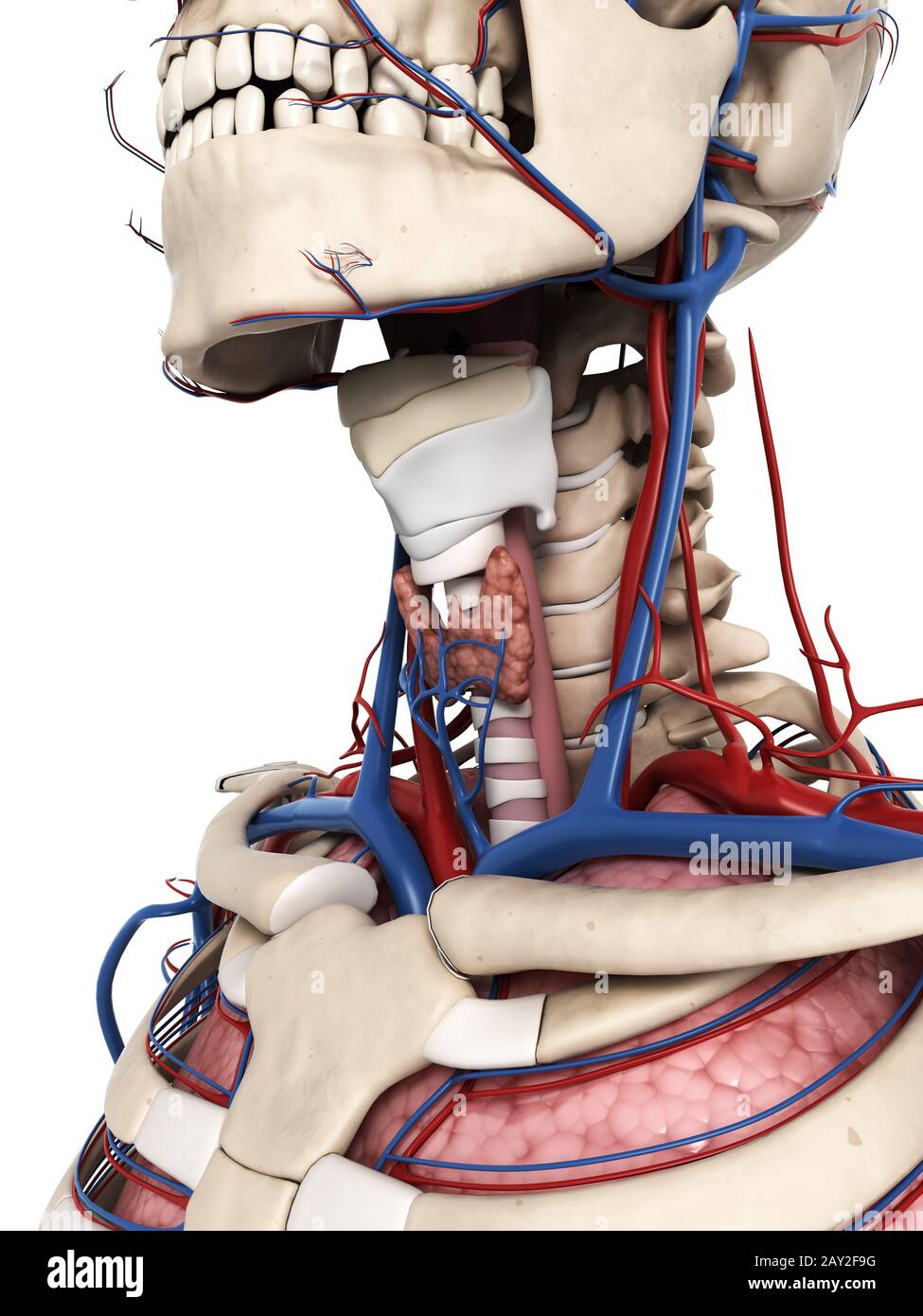 Rendu 3d illustration de l'anatomie du cou Banque D'Images