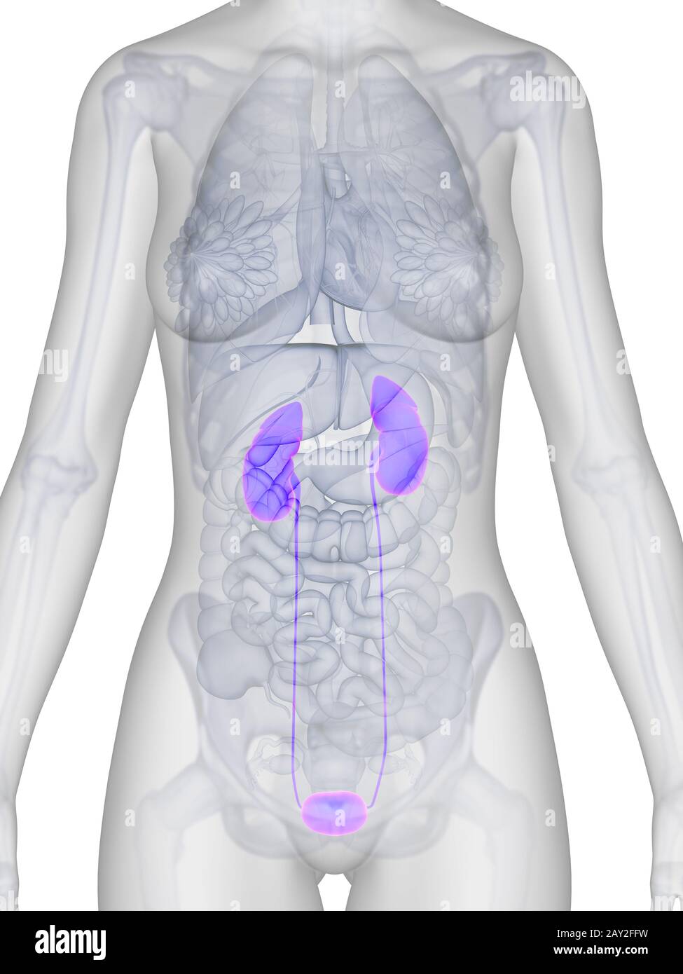 Rendu 3d illustration de la rein femelle Banque D'Images