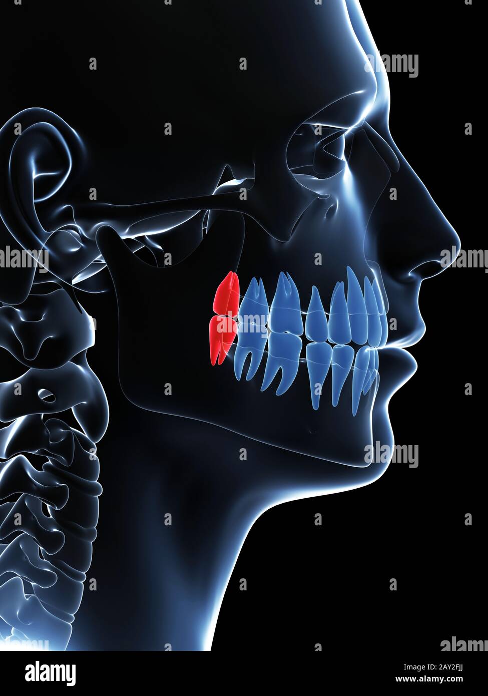 Illustration de rendu 3D les dents de sagesse Banque D'Images