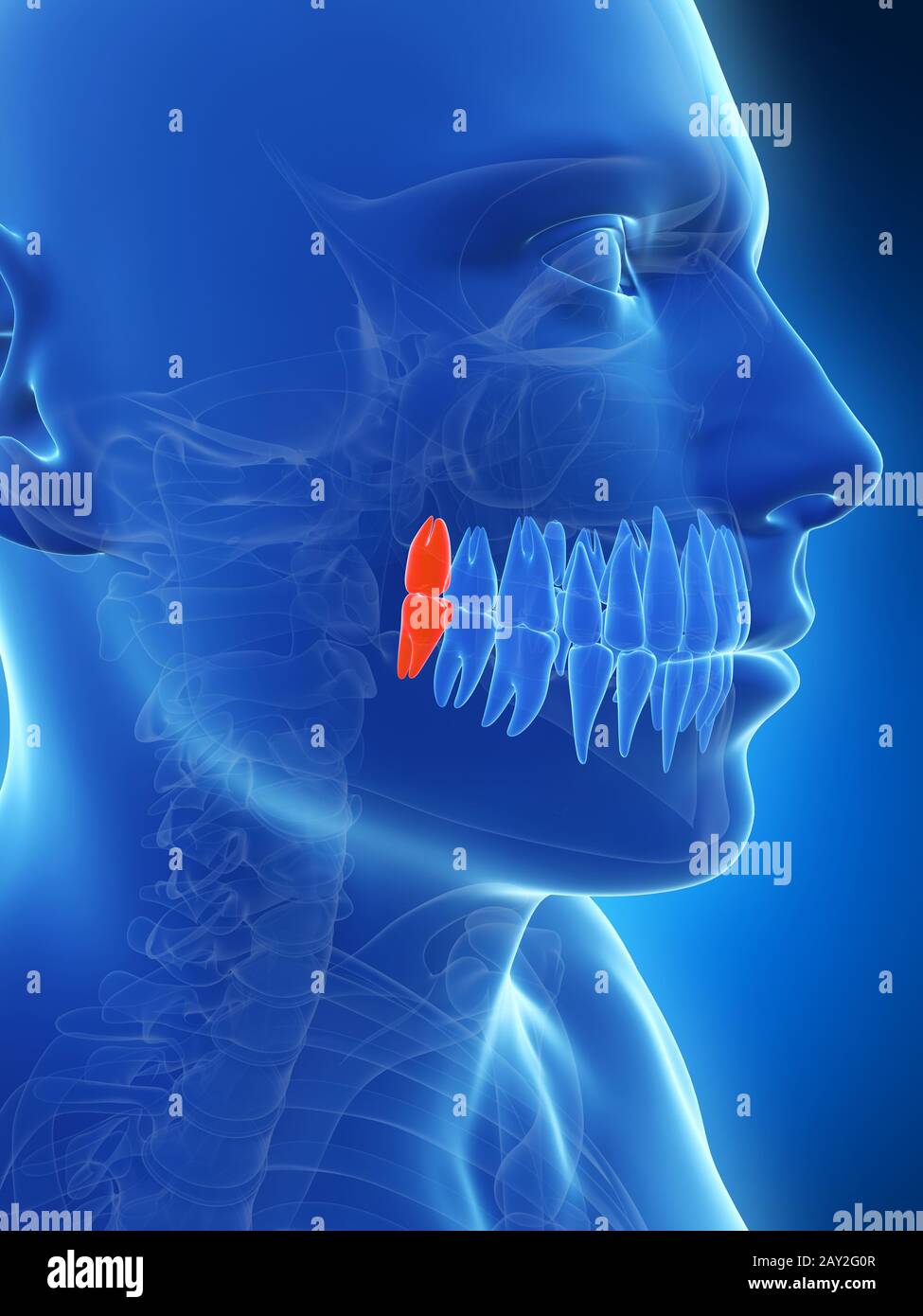 Illustration de rendu 3D les dents de sagesse Banque D'Images