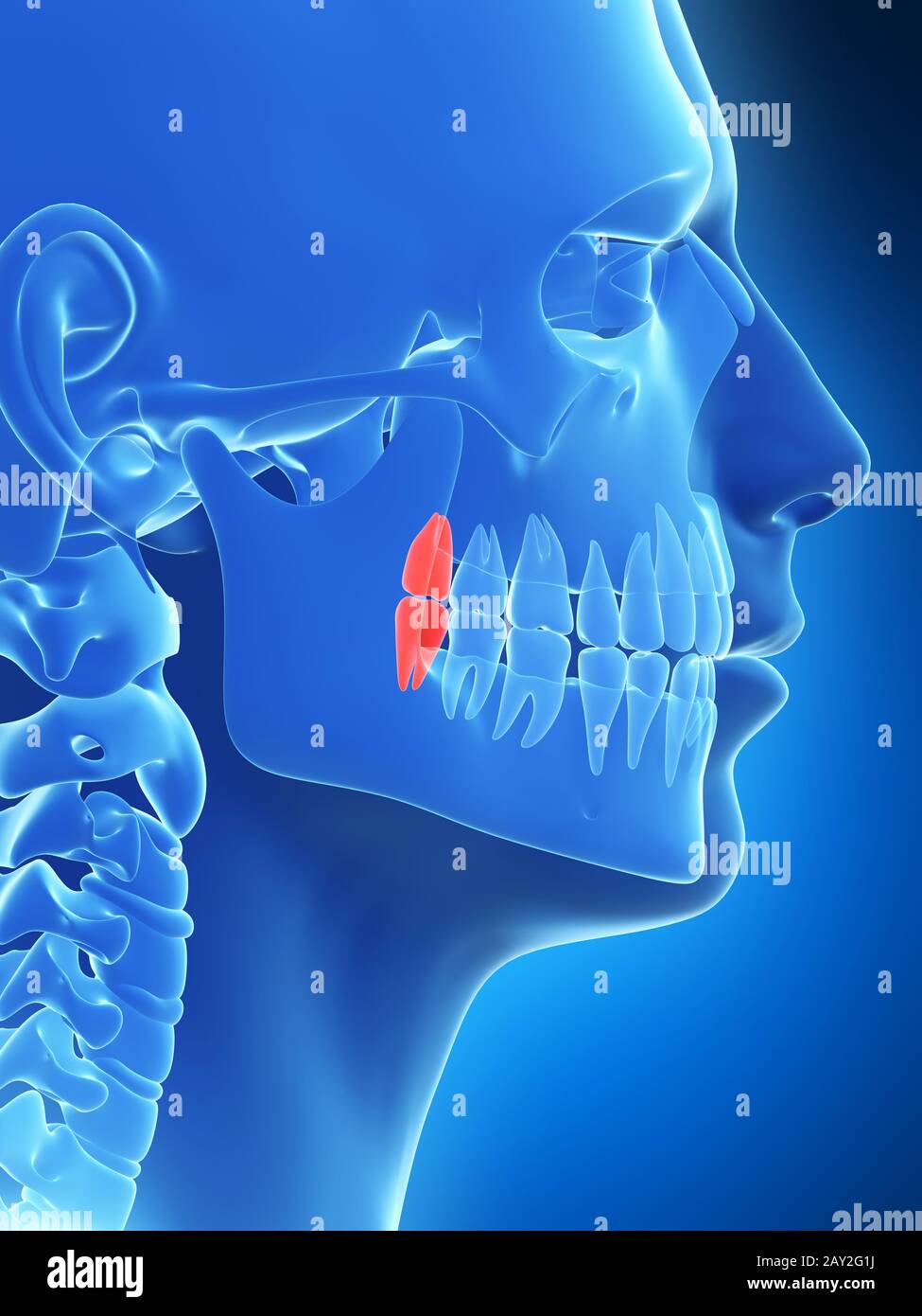 Illustration de rendu 3D les dents de sagesse Banque D'Images