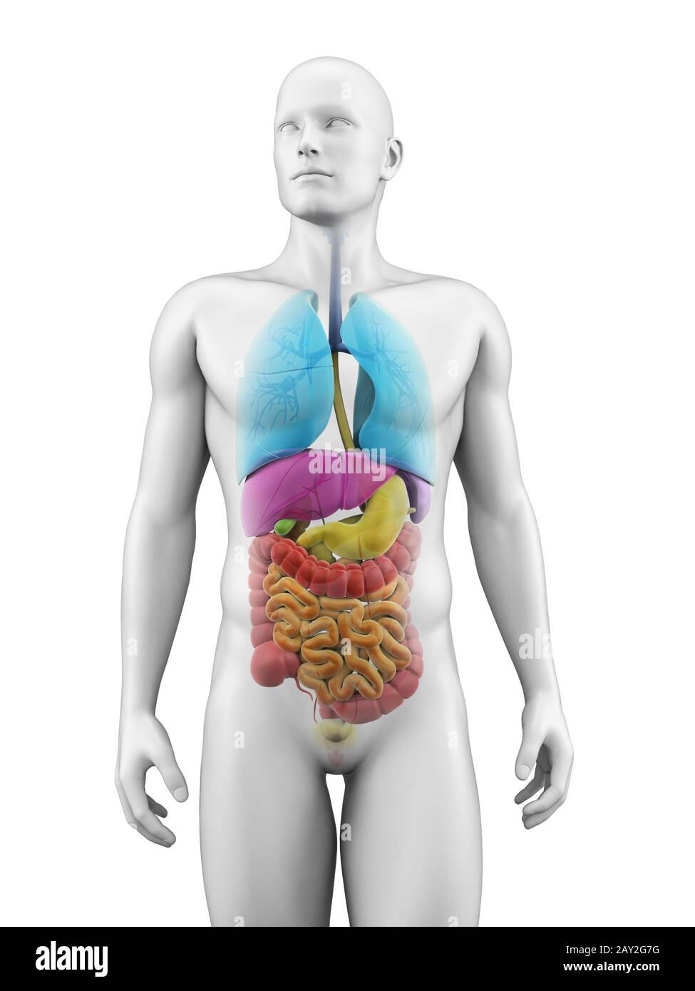 Illustration médicale des organes humains Banque D'Images