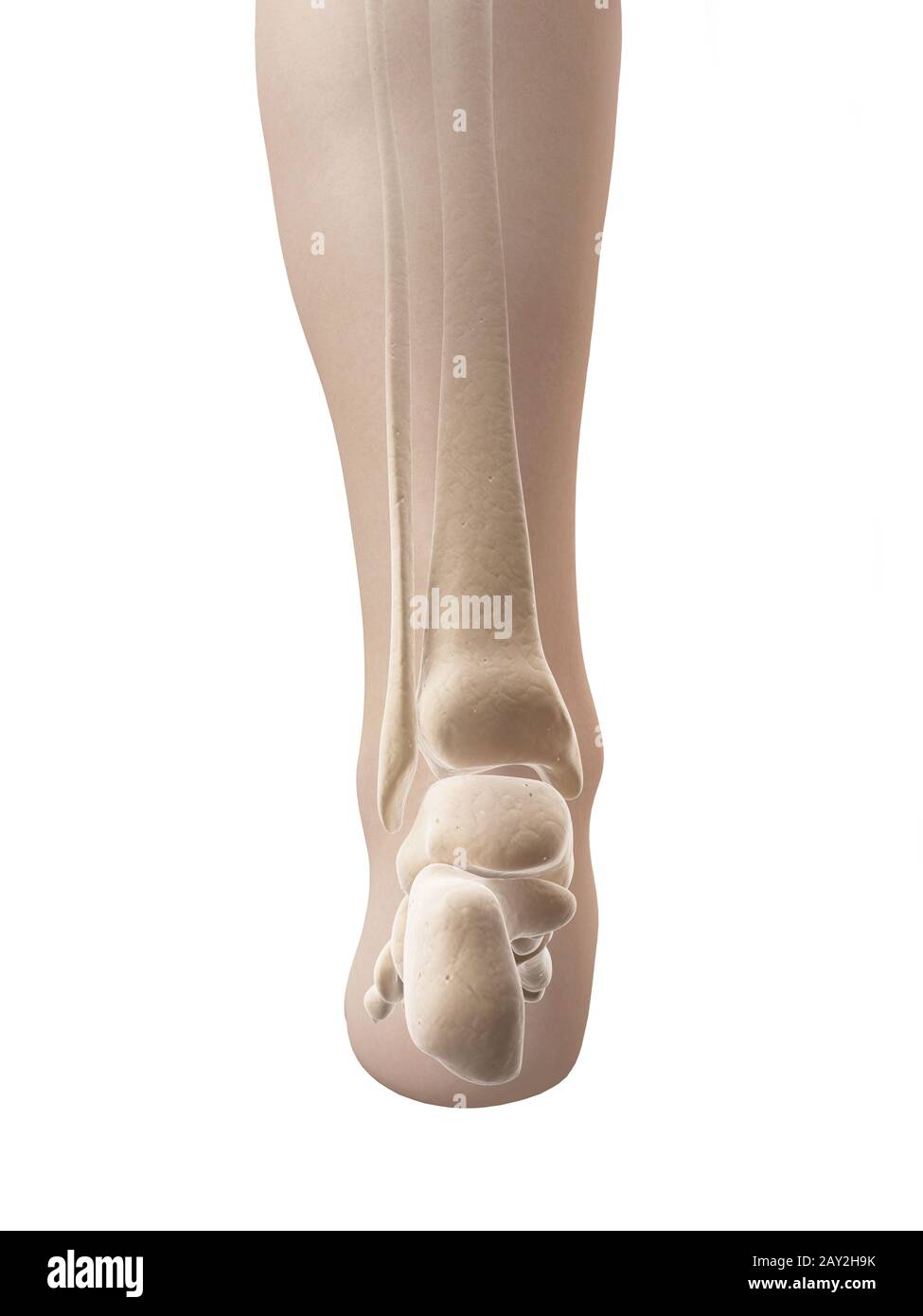 L'anatomie du pied du squelette Banque D'Images