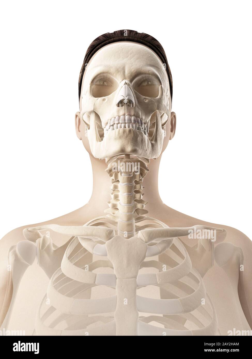 anatomie du crâne Banque D'Images