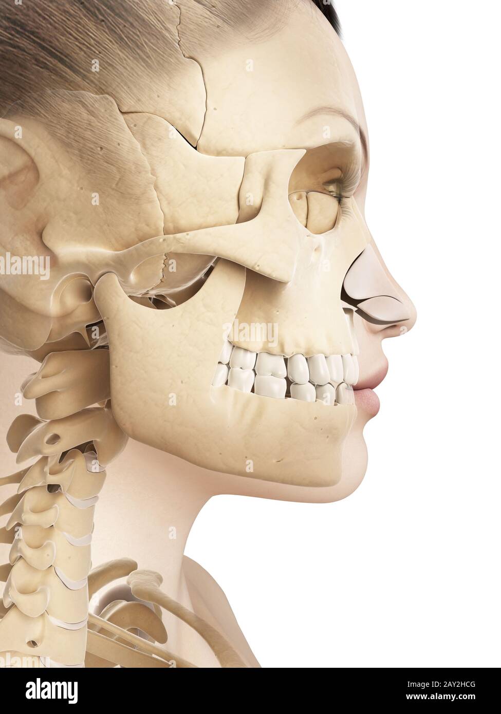 L'anatomie du crâne féminin Banque D'Images