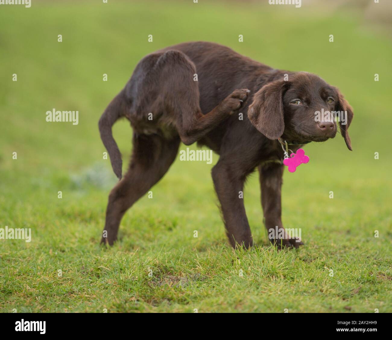 chiot chien labrador rayant Banque D'Images