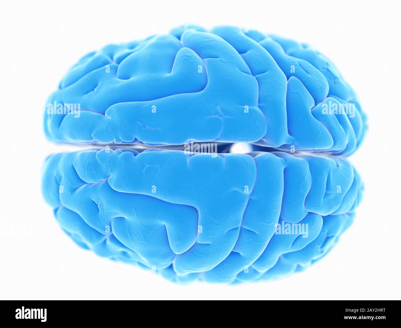 illustration en relief de l'anatomie du cerveau humain Banque D'Images