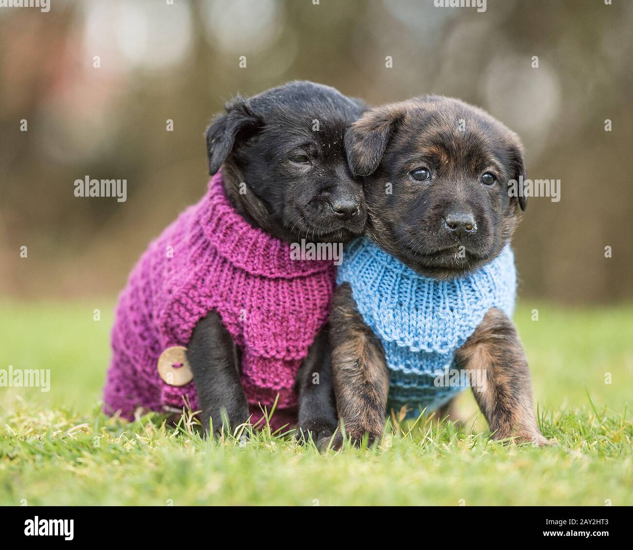 staffordshire bull terrier chiots dans woolley cavaliers Banque D'Images