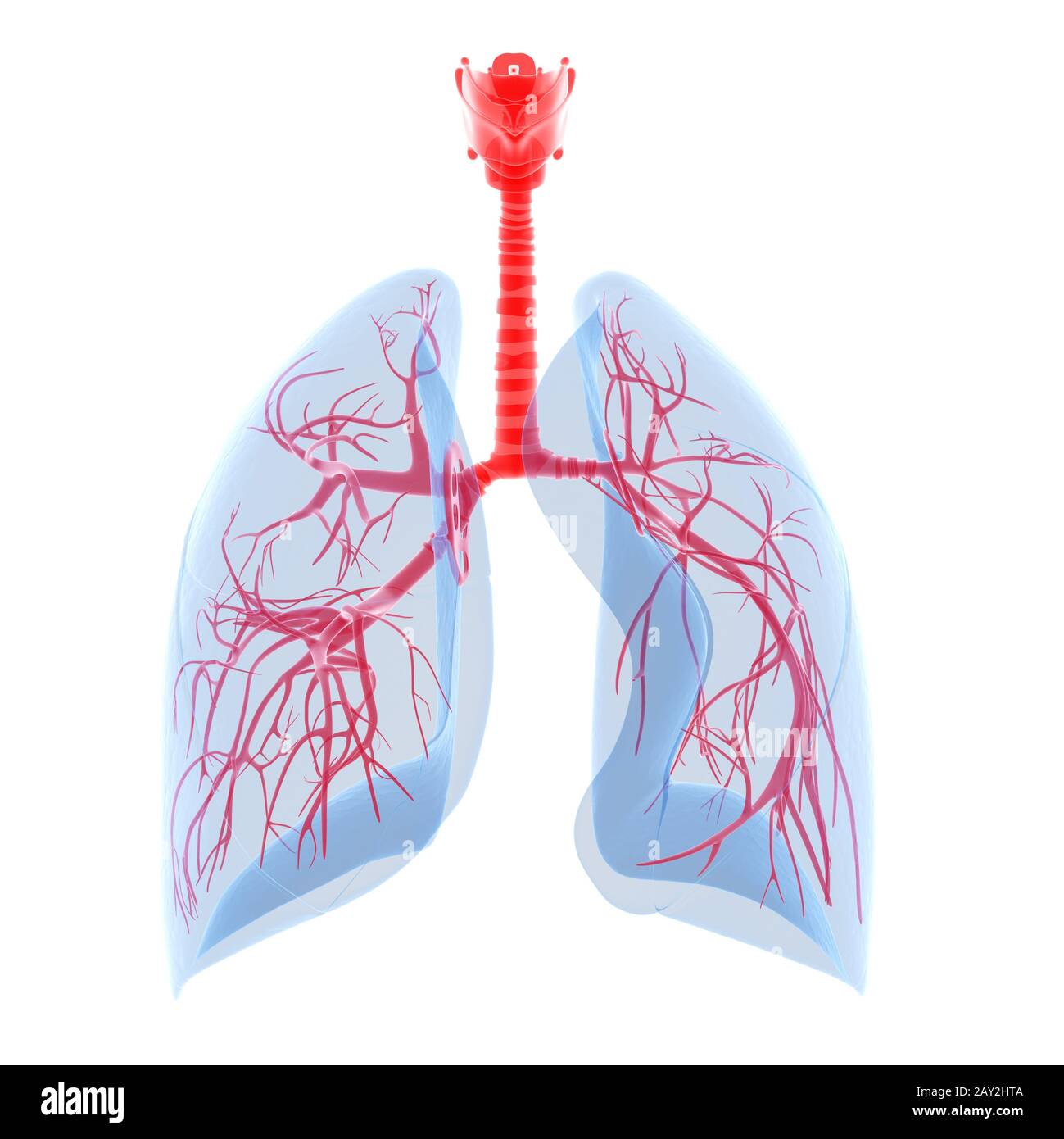 poumon humain avec bronches visibles Banque D'Images