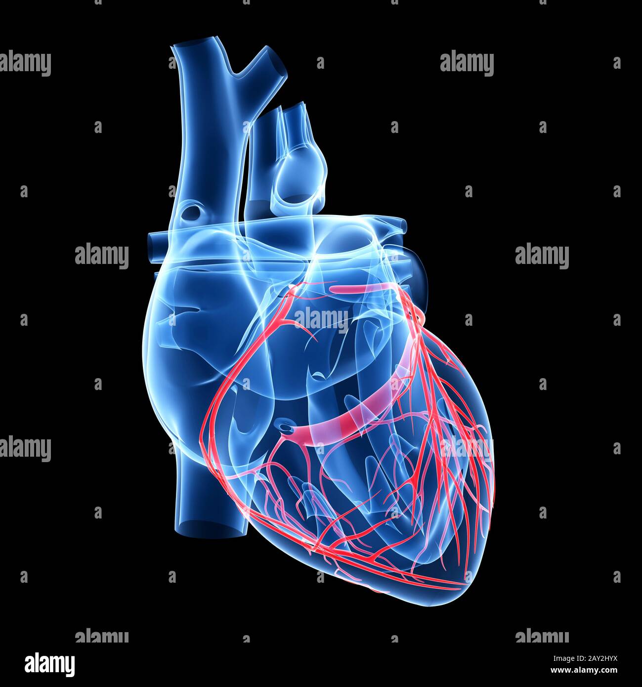 illustration des artères coronaires Banque D'Images