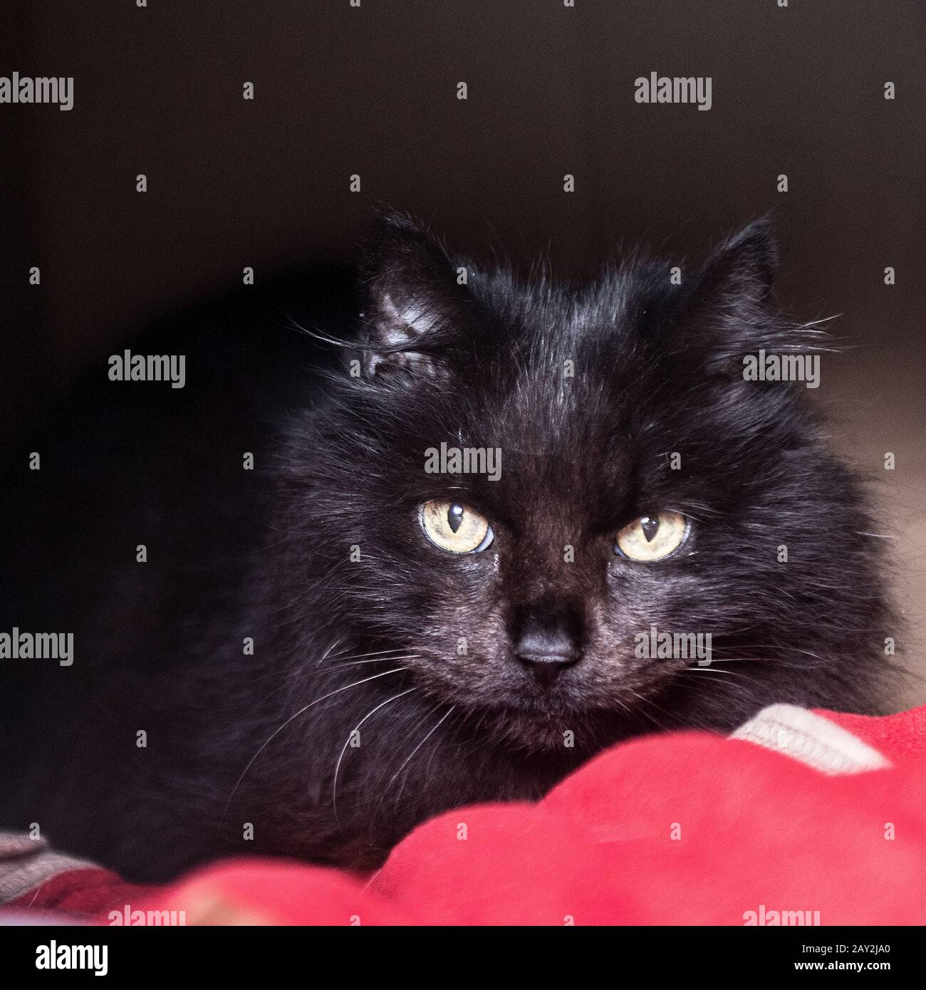 chat noir Banque D'Images