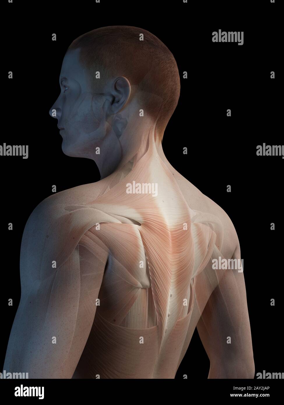 illustration médicale - système musculaire masculin - muscles du dos Banque D'Images