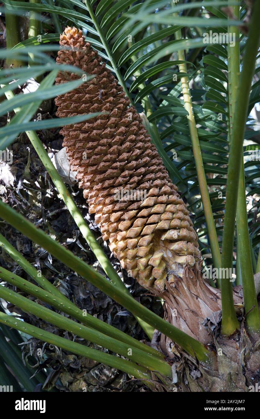 fern de sagopalm avec inflorescence mâle en forme de cône Banque D'Images