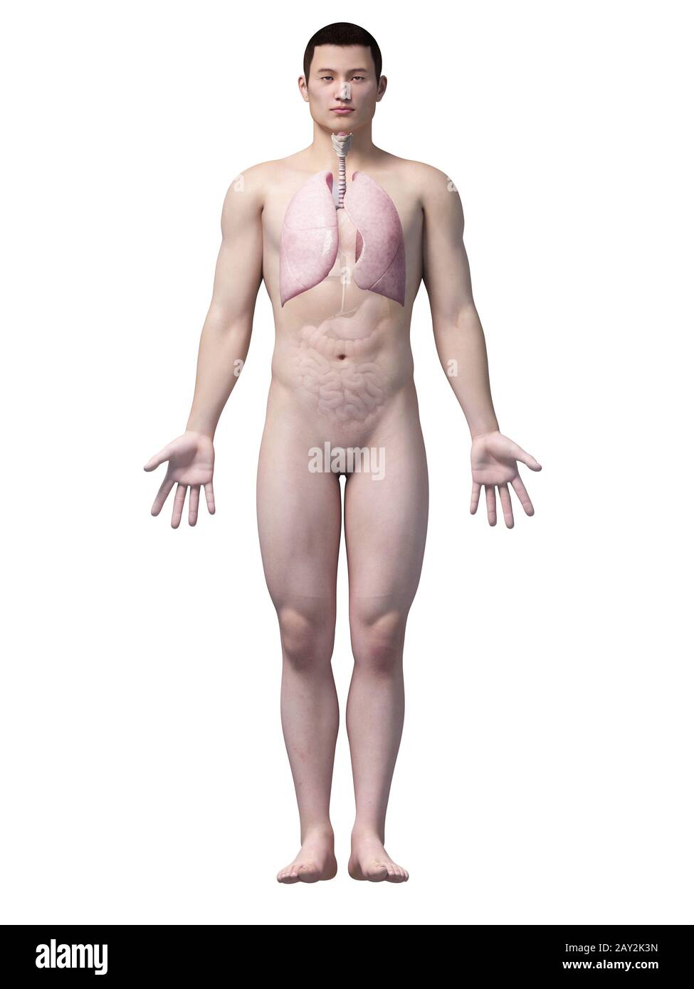 anatomie asiatique Banque D'Images