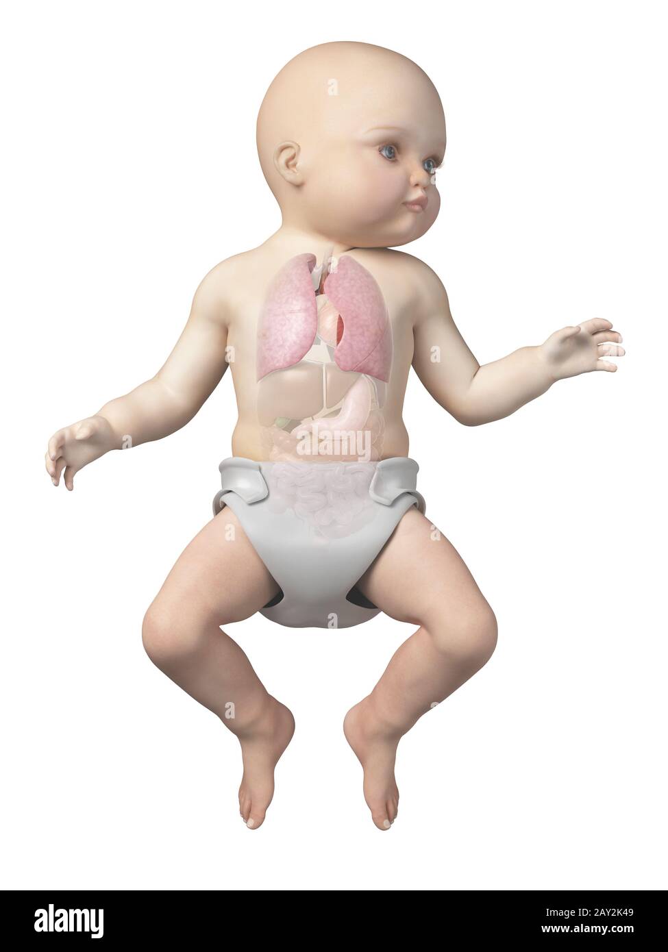 anatomie du bébé Banque D'Images