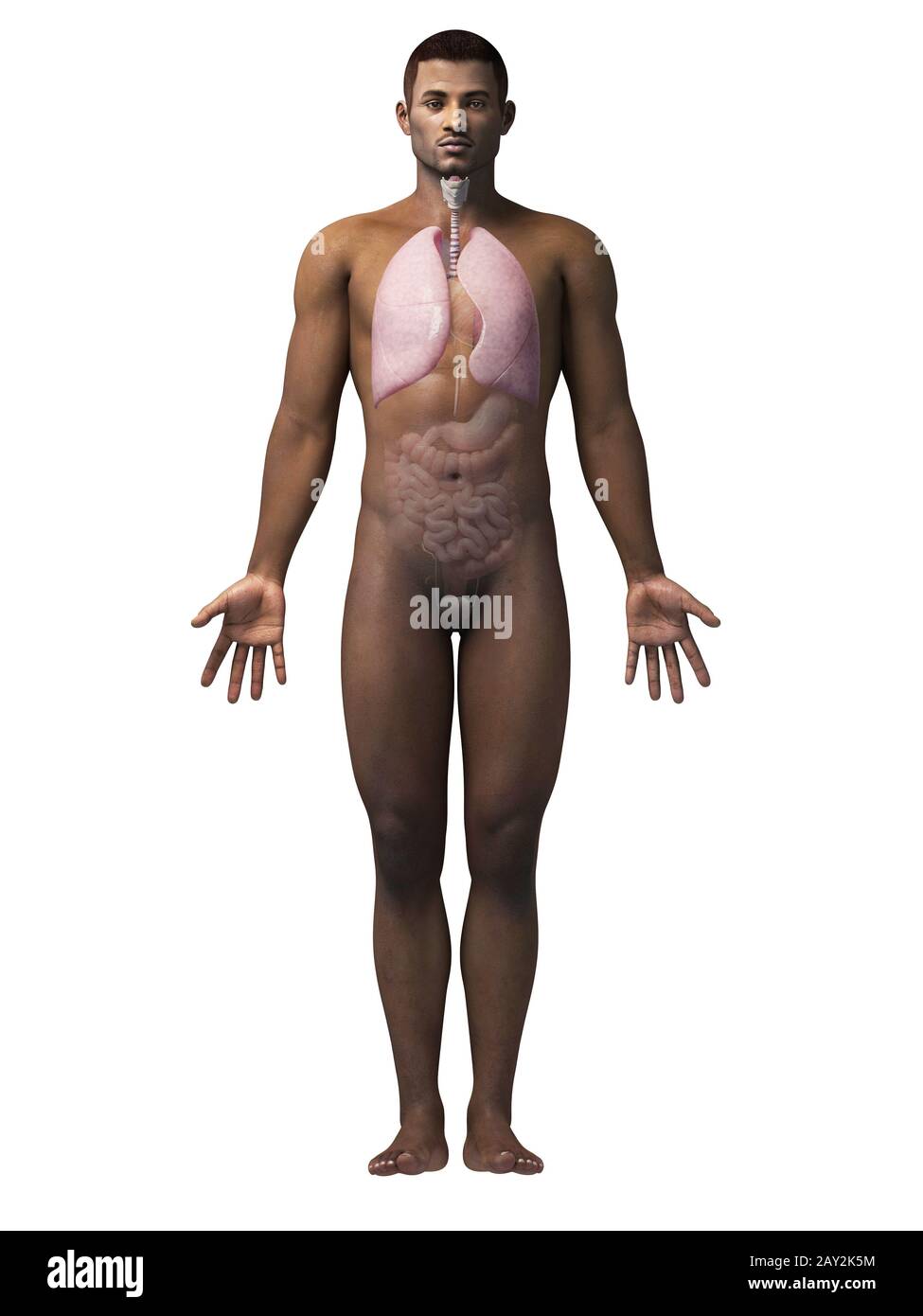 anatomie afro-américaine Banque D'Images