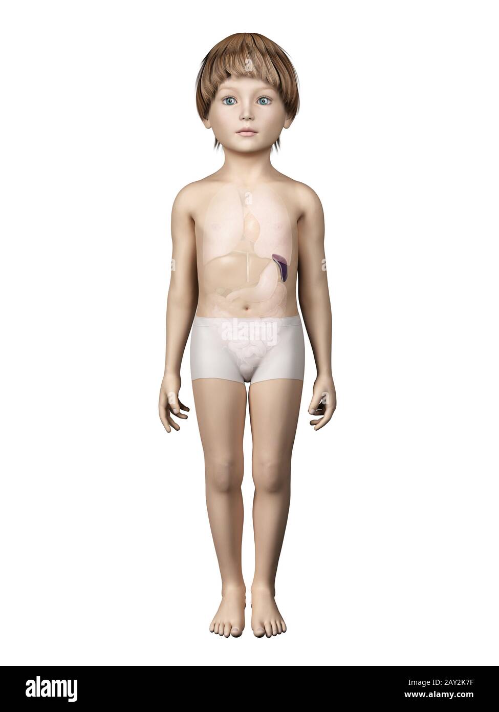 anatomie enfant Banque D'Images