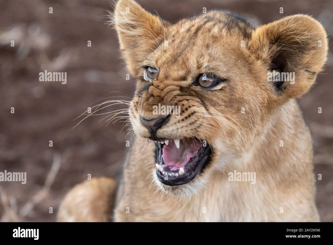 Cub lion féroce Banque D'Images