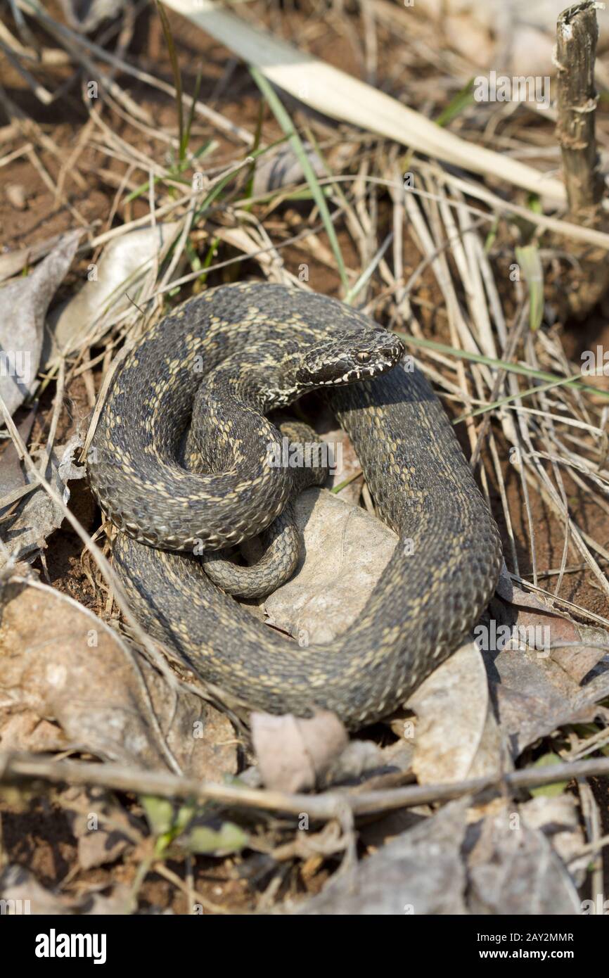 Viper steppe dans une pose de menaces. Banque D'Images