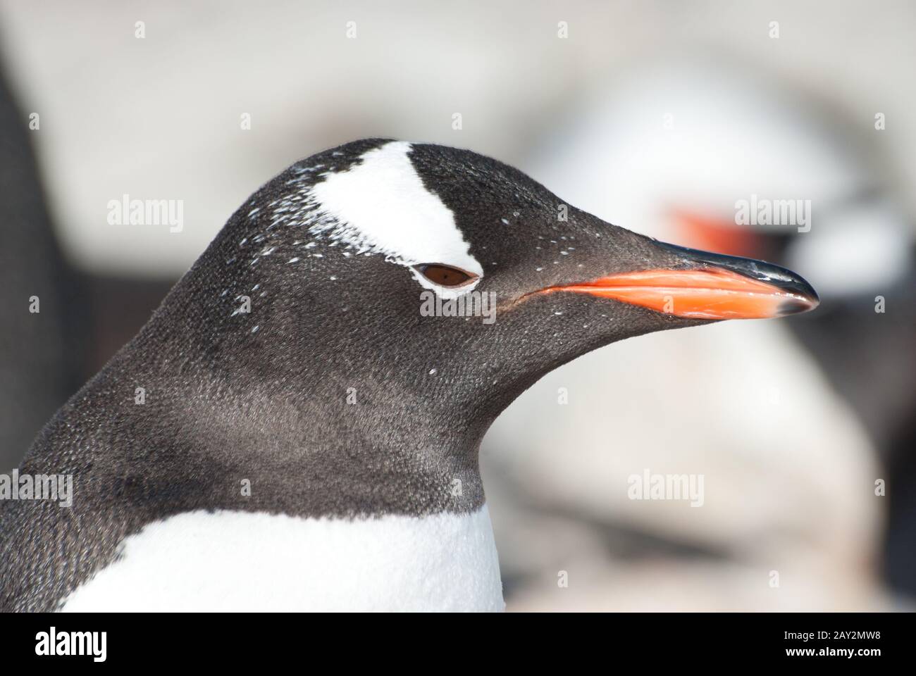 Portrait Gentoo Penguin (Pygoscelis papouasie). Banque D'Images