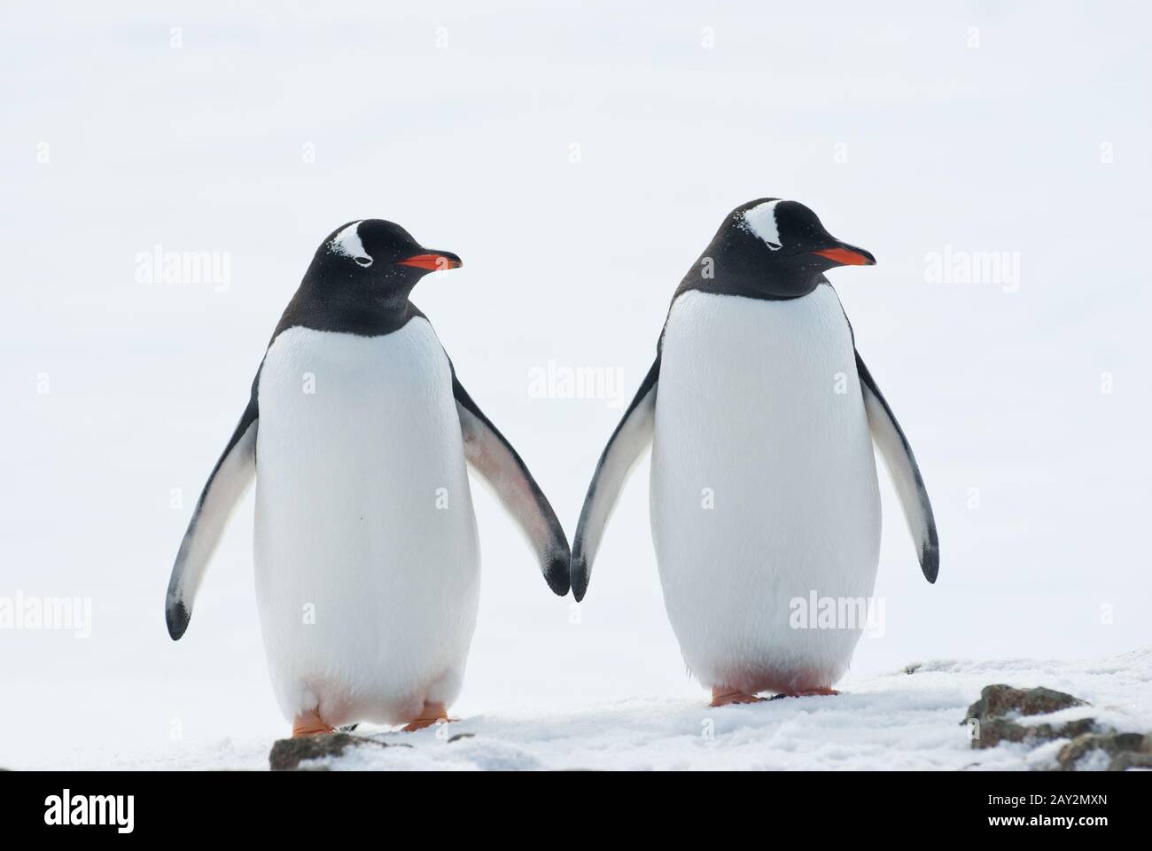 Deux pingouins Gentoo. Banque D'Images