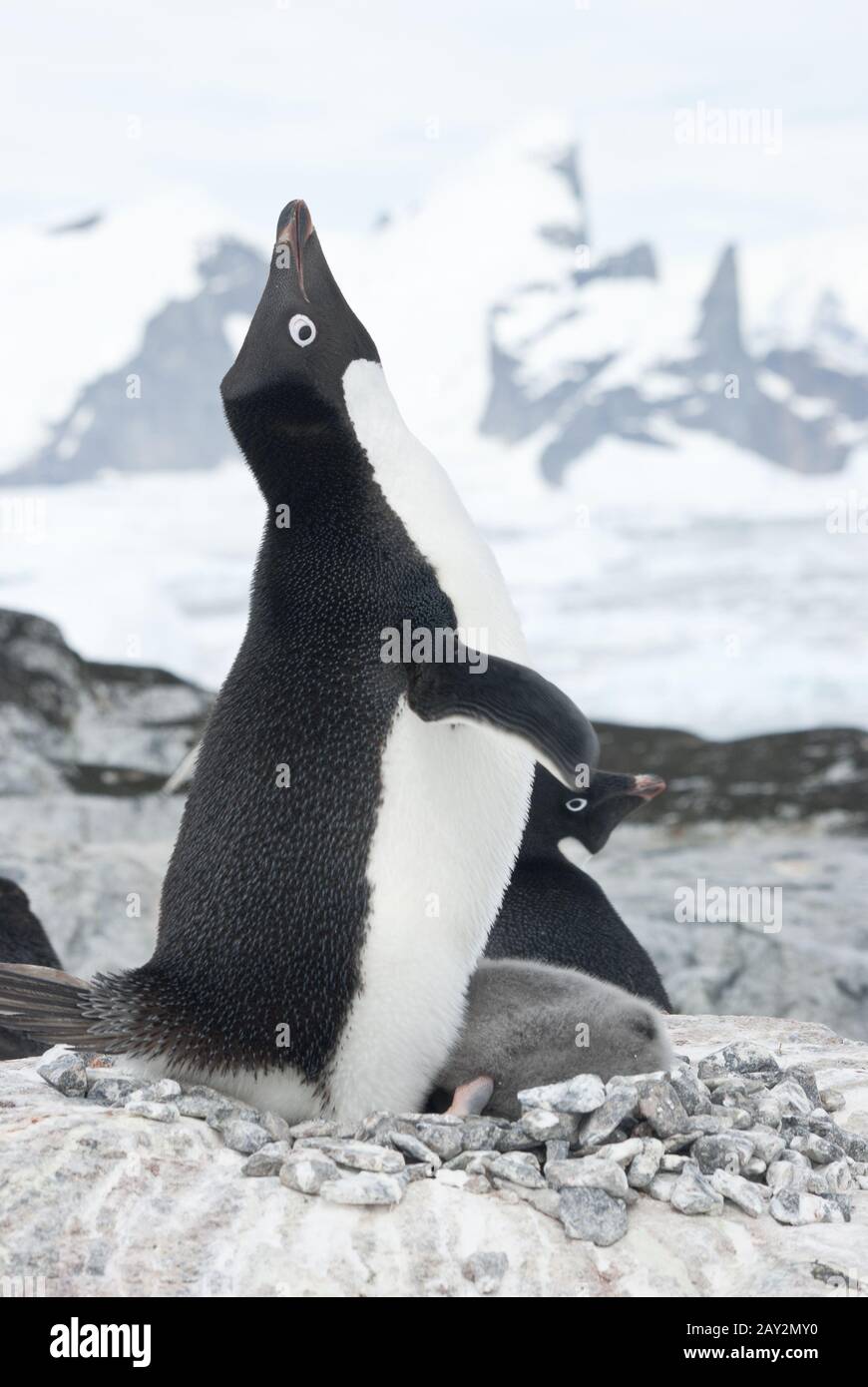 Criant Adelie Penguin dans le nid. Banque D'Images