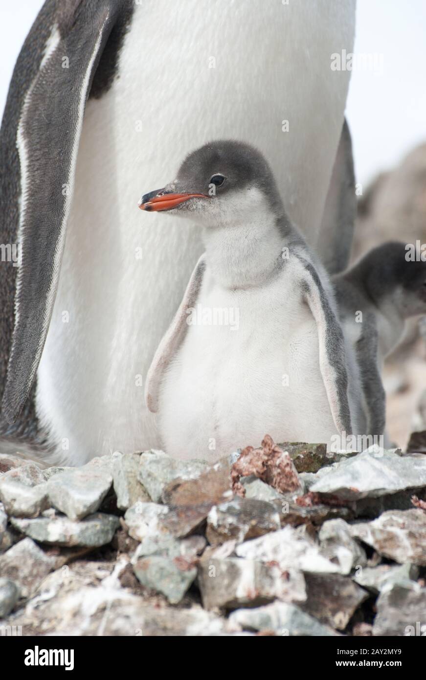 Poussin Gentoo Penguin (Pygoscelis papouasie). Banque D'Images