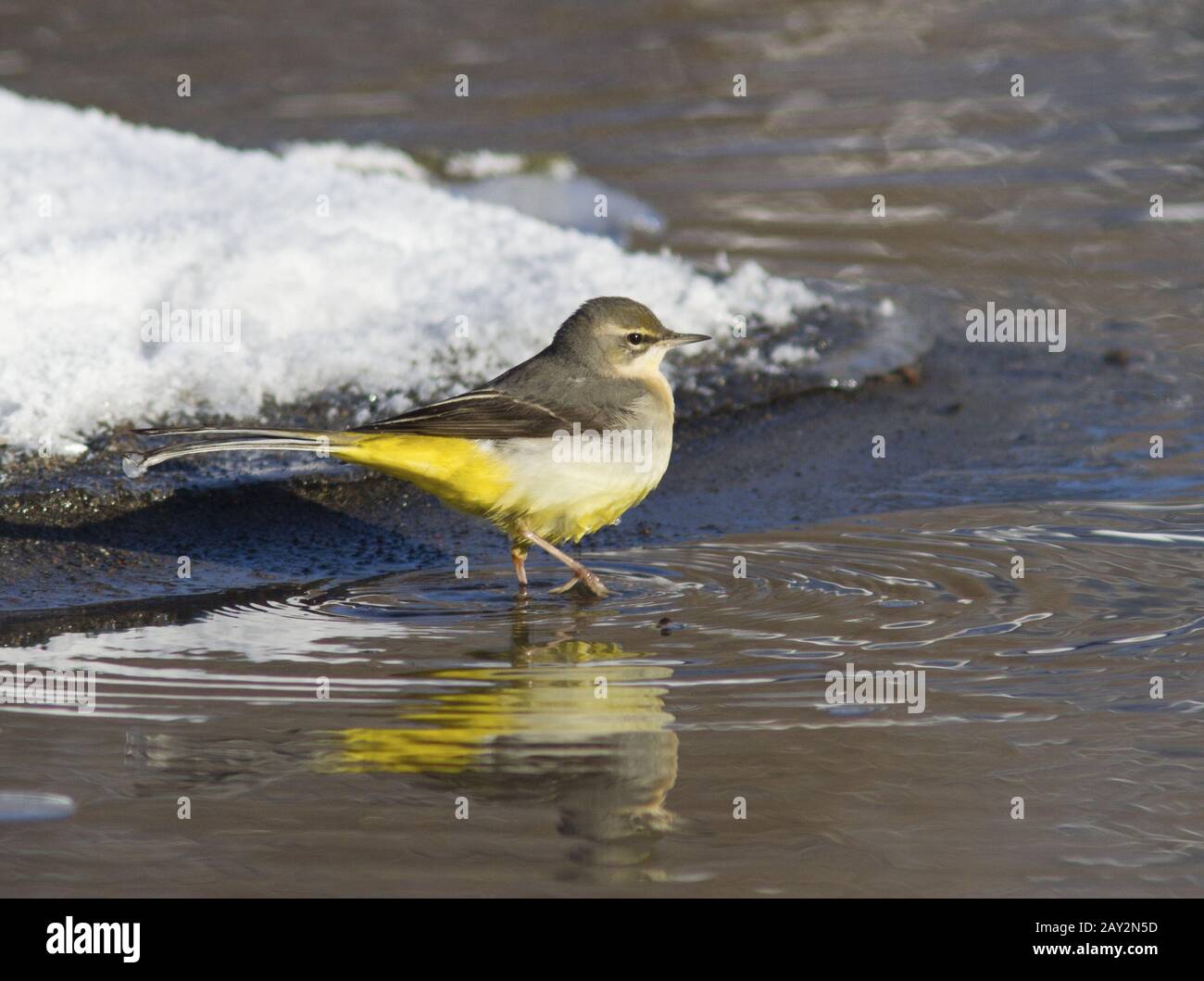 Queue de bœuf grise sur le ruisseau de glace d'hiver. Banque D'Images