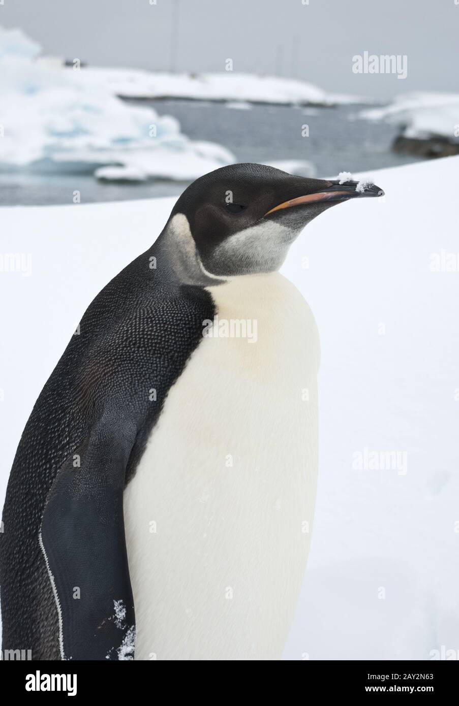 Portrait d'un jeune pingouin empereur. Banque D'Images