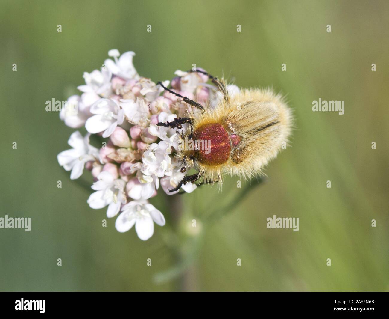 Mai-bug sur une fleur dans la plante de printemps. Banque D'Images