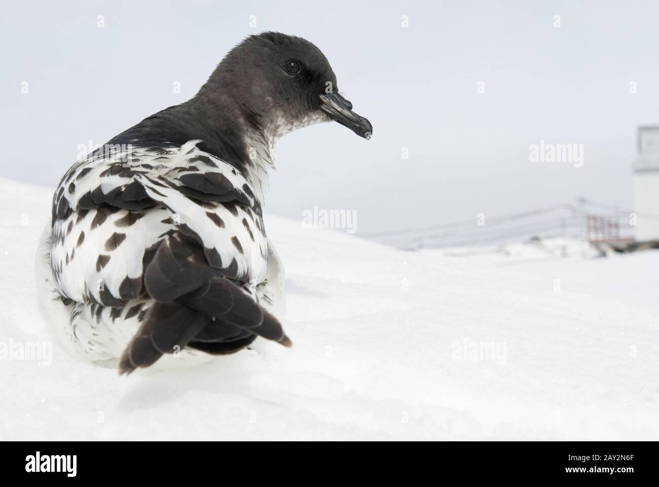 Cap Petrel assis sur une piste de ski. Banque D'Images